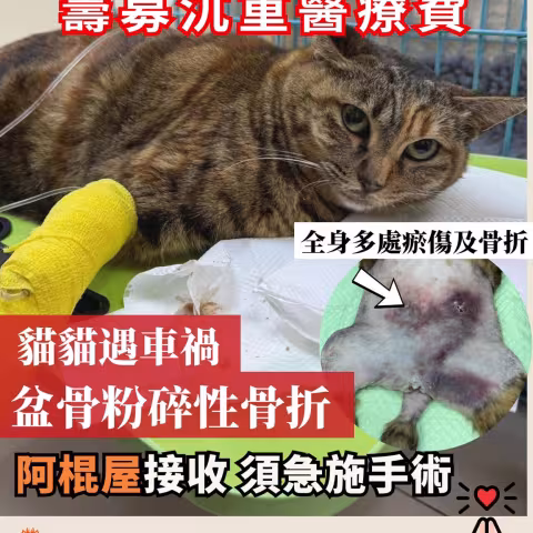 貓貓遇車禍致盆骨骨粉碎性骨折 
