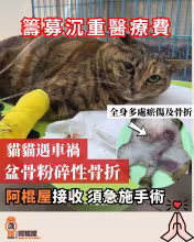 貓貓遇車禍致盆骨骨粉碎性骨折 