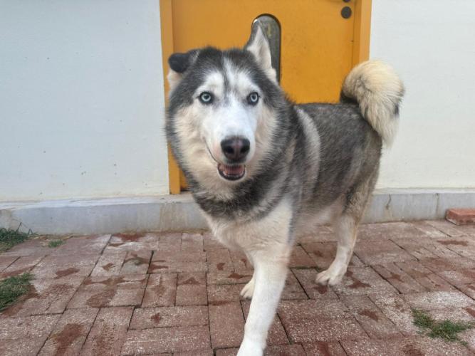 dog