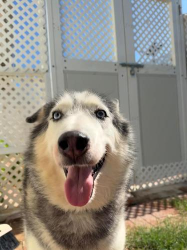 dog