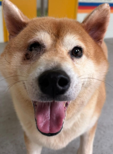 圓圓