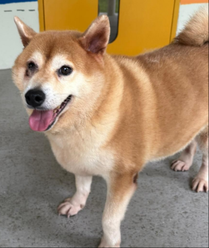 圓圓