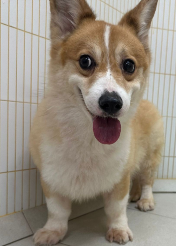 大基
