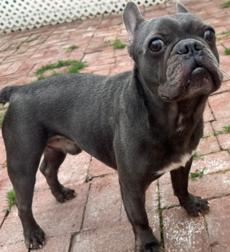 dog