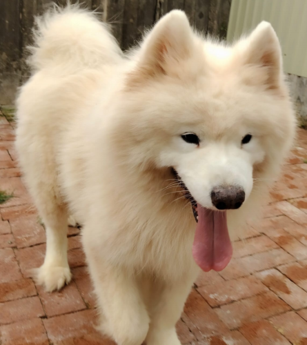dog