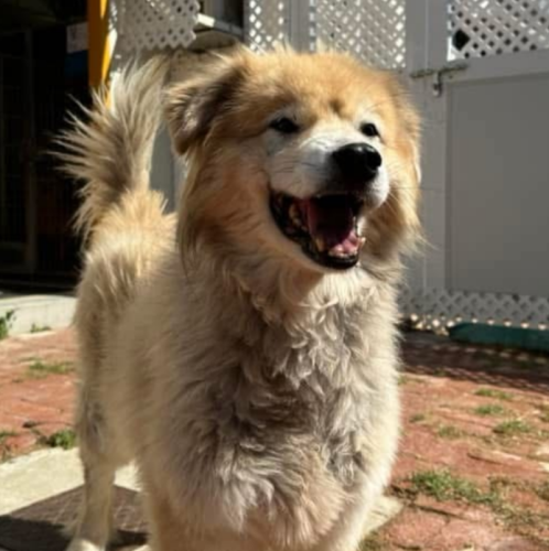 dog