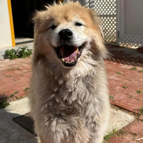 dog