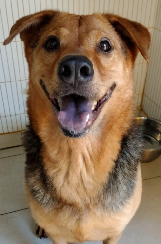 dog