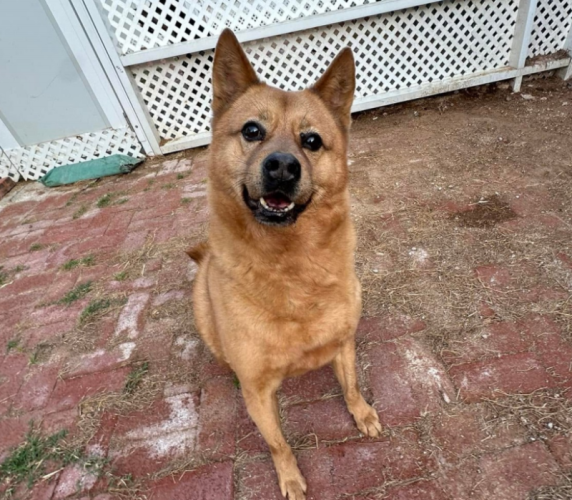 dog