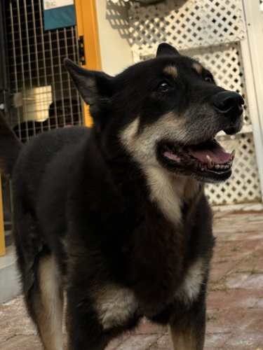 dog
