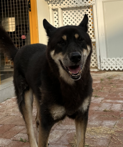 dog