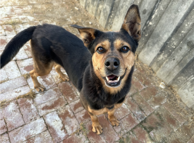 dog