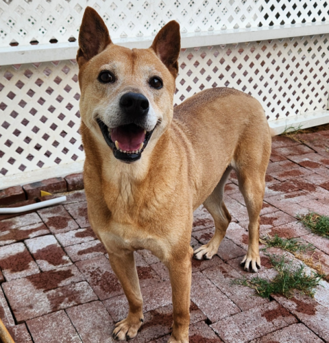 dog
