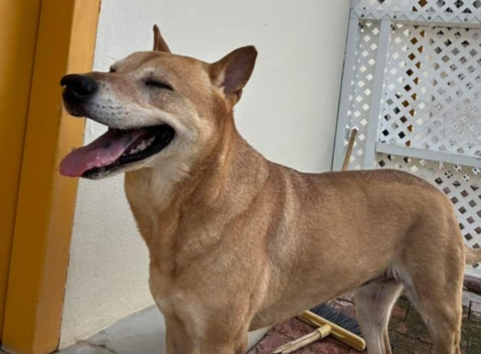 dog
