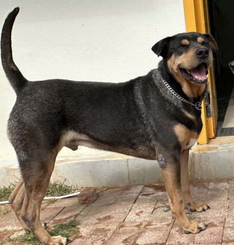 dog