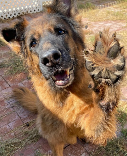 dog