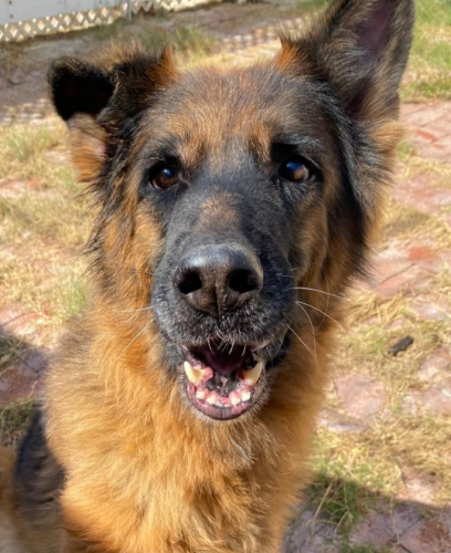 dog