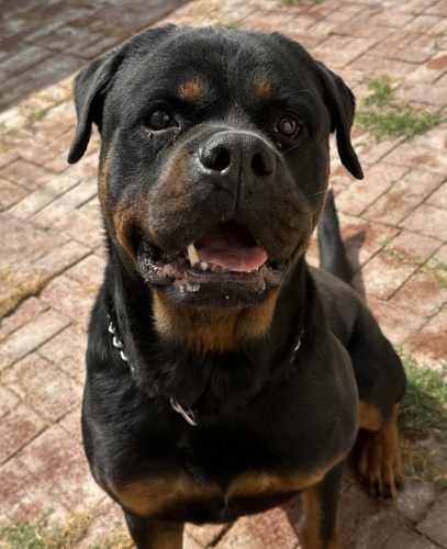 dog