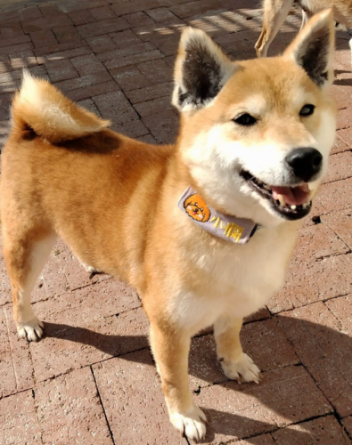 dog