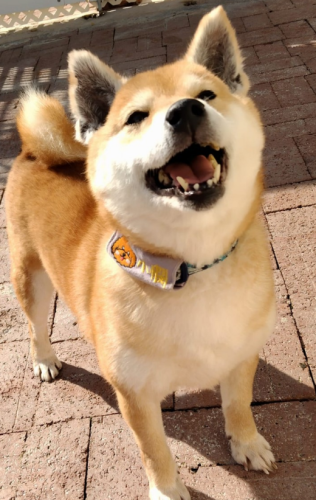 dog