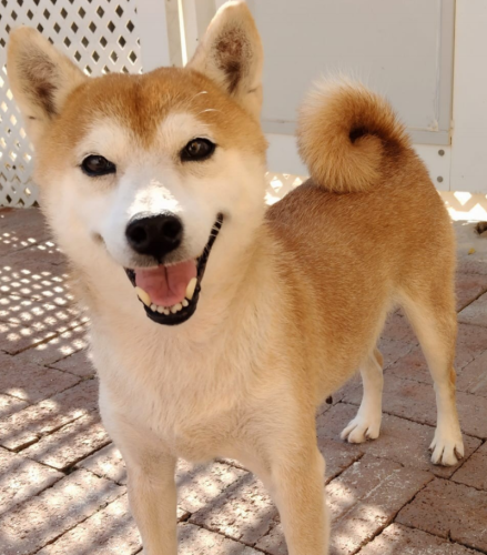 dog