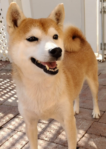 dog