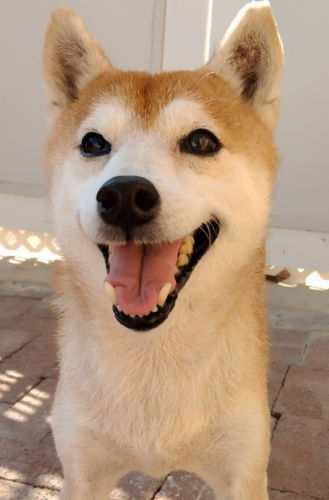 dog