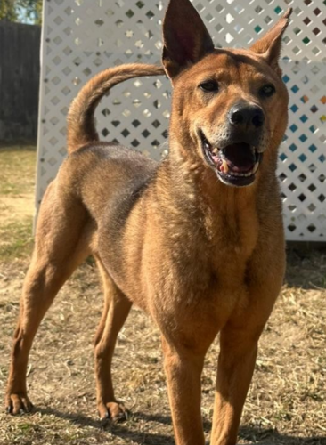 dog
