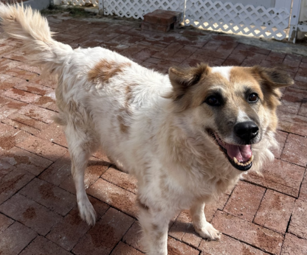 dog
