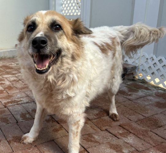 dog