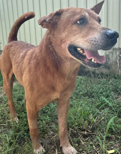 dog