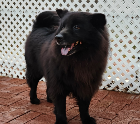 dog