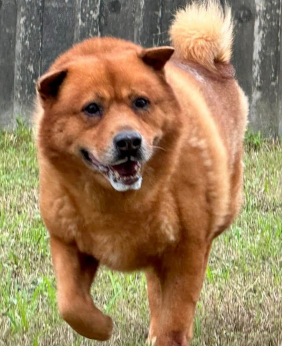 dog