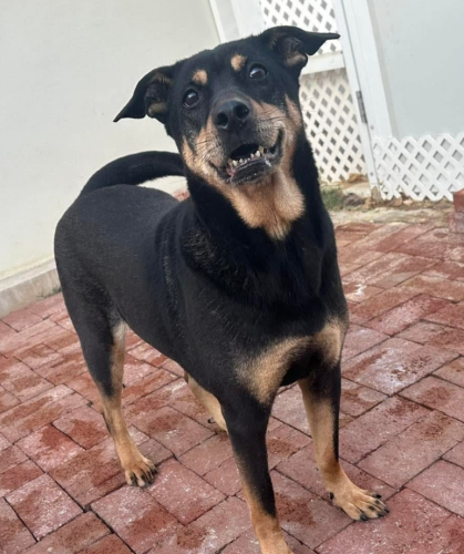 dog