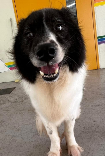 dog