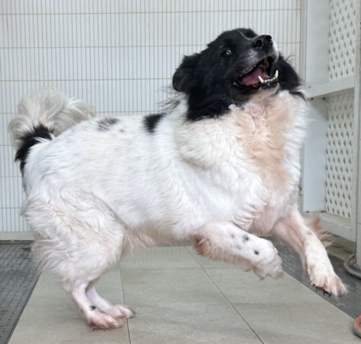 dog
