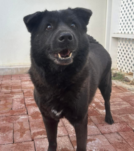 dog