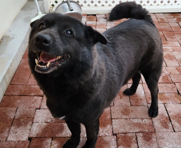 dog