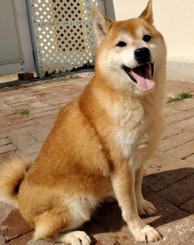 dog
