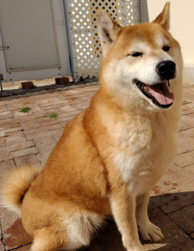 dog