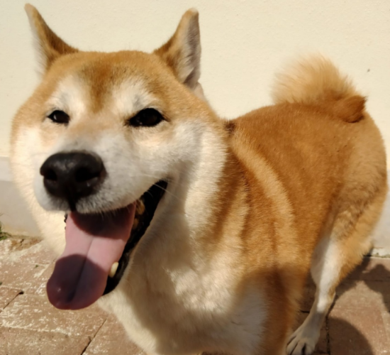 dog