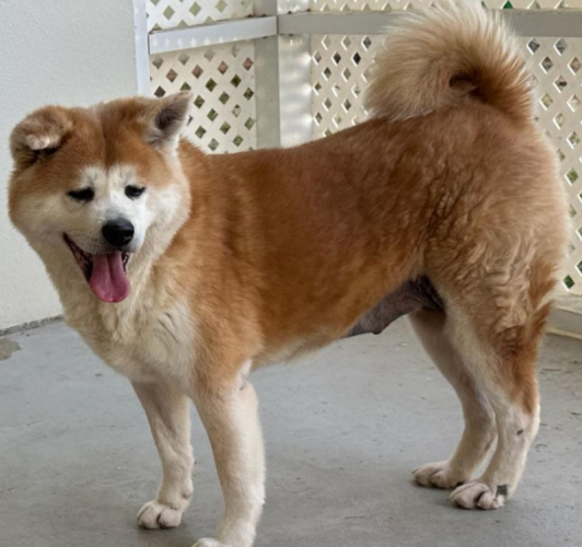 dog