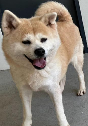 dog