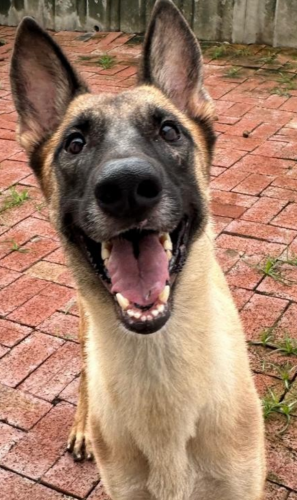 dog