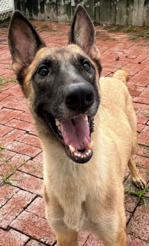 dog