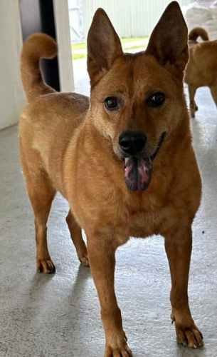 dog