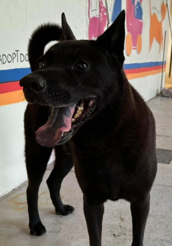 dog