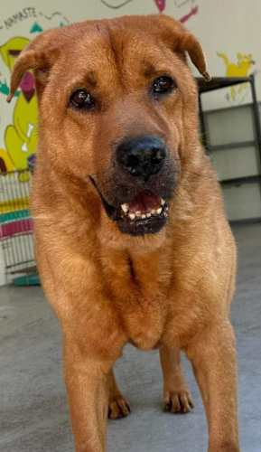 dog