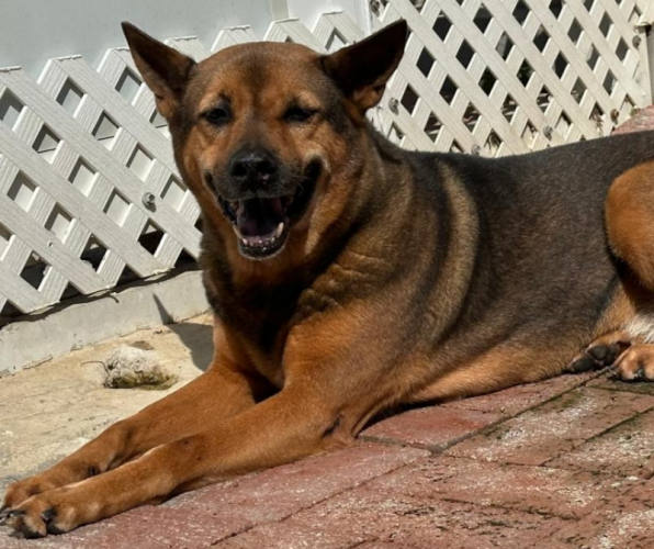 dog