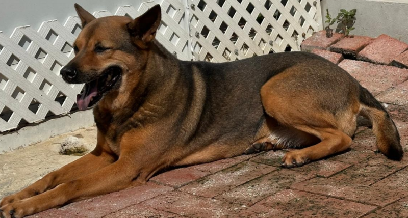 dog
